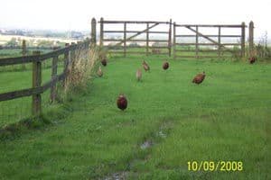 cleveland way some pheasents